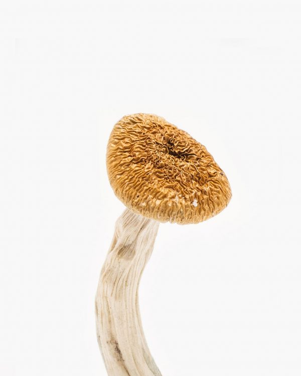 Buy Nepal Chitwan Magic Mushrooms Online