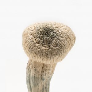 Albino Penis Envy magic mushroom for sale