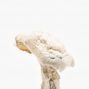 Avery Albino magic Mushroom online