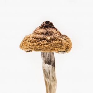 B+ magic Mushrooms for sale