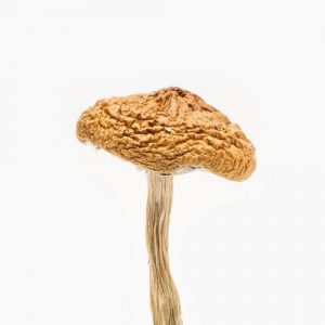 Buy magic Mushrooms British Columbia