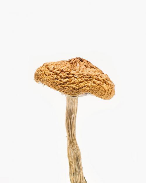 Buy magic Mushrooms British Columbia