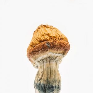 Malabar Coast Magic Mushrooms for sale