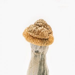 Penis envy magic mushrooms for sale online