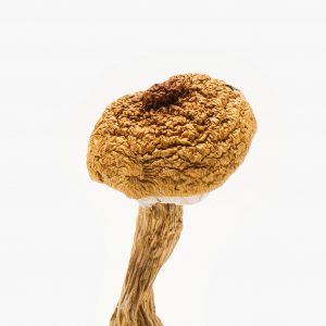 Penis Envy 6 Magic Mushroom For Sale Online