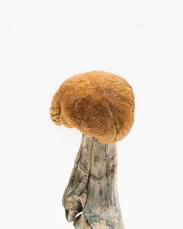 Vietnamese Magic Mushroom For Sale Online