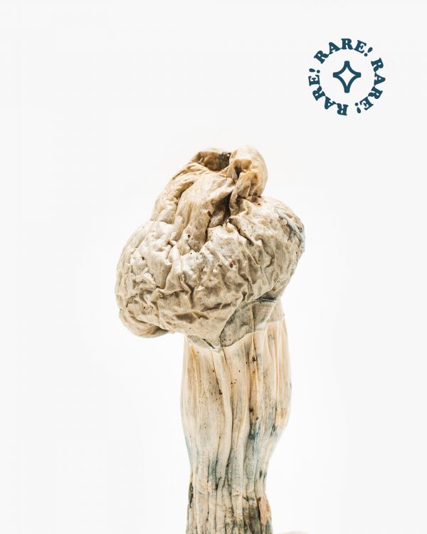 Buy Jedi Mind Fuck Magic Mushrooms online